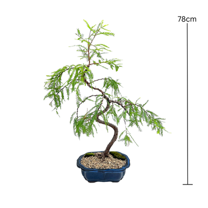Swamp Cypress Bonsai (2006)