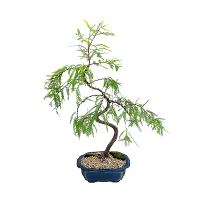 Swamp Cypress Bonsai (2006)