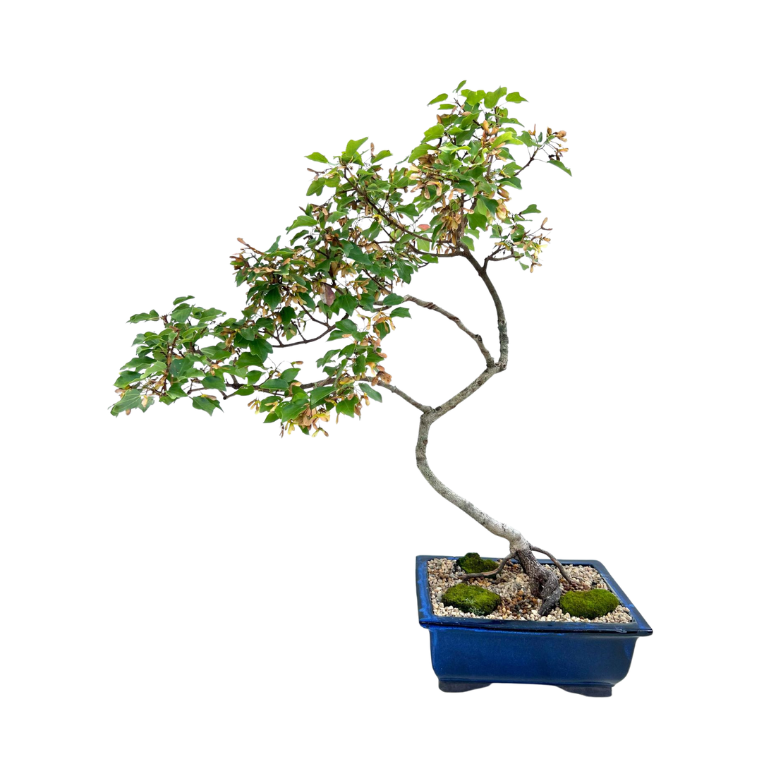 Thai Maple Bonsai (2003)