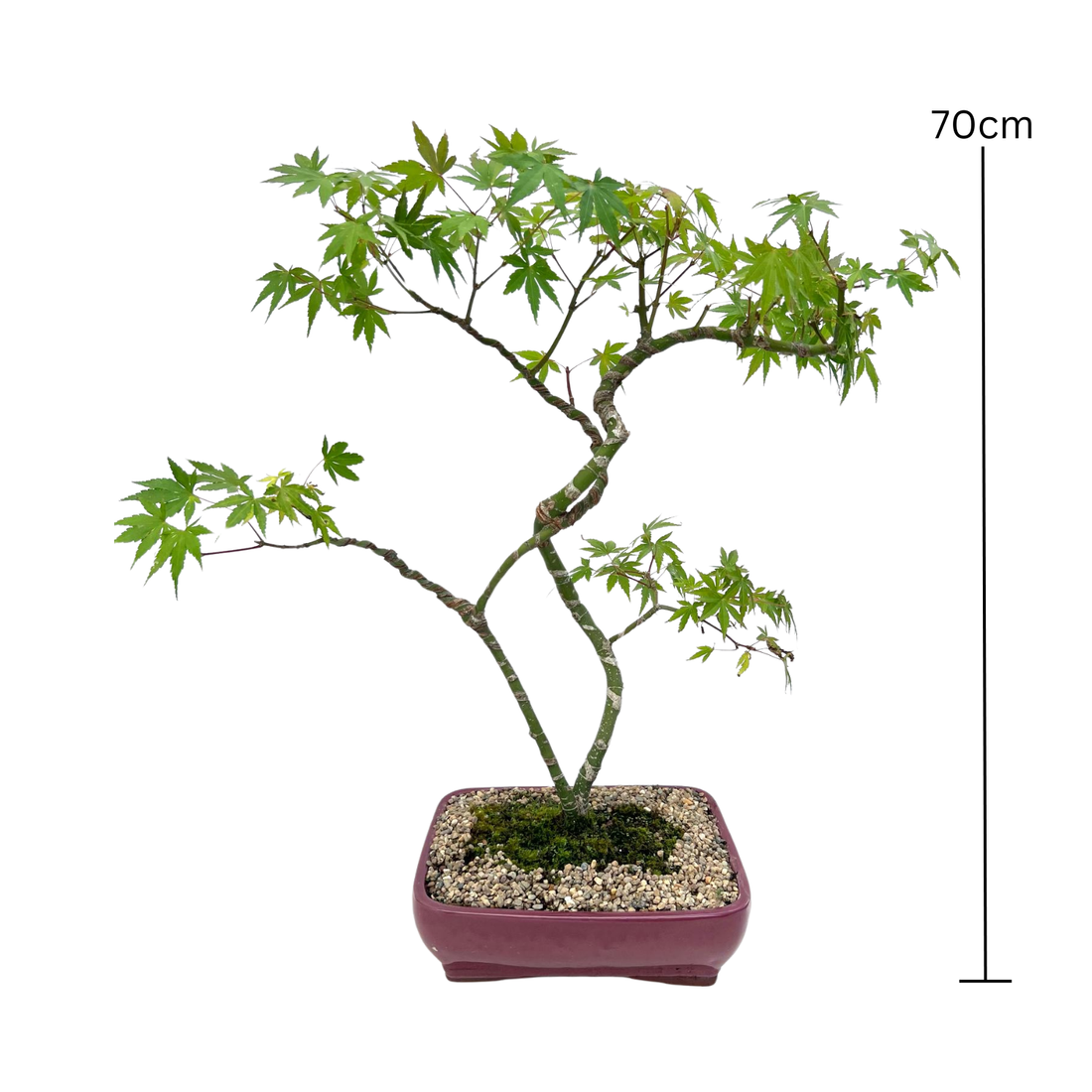 Japanese Maple Bonsai (2005)