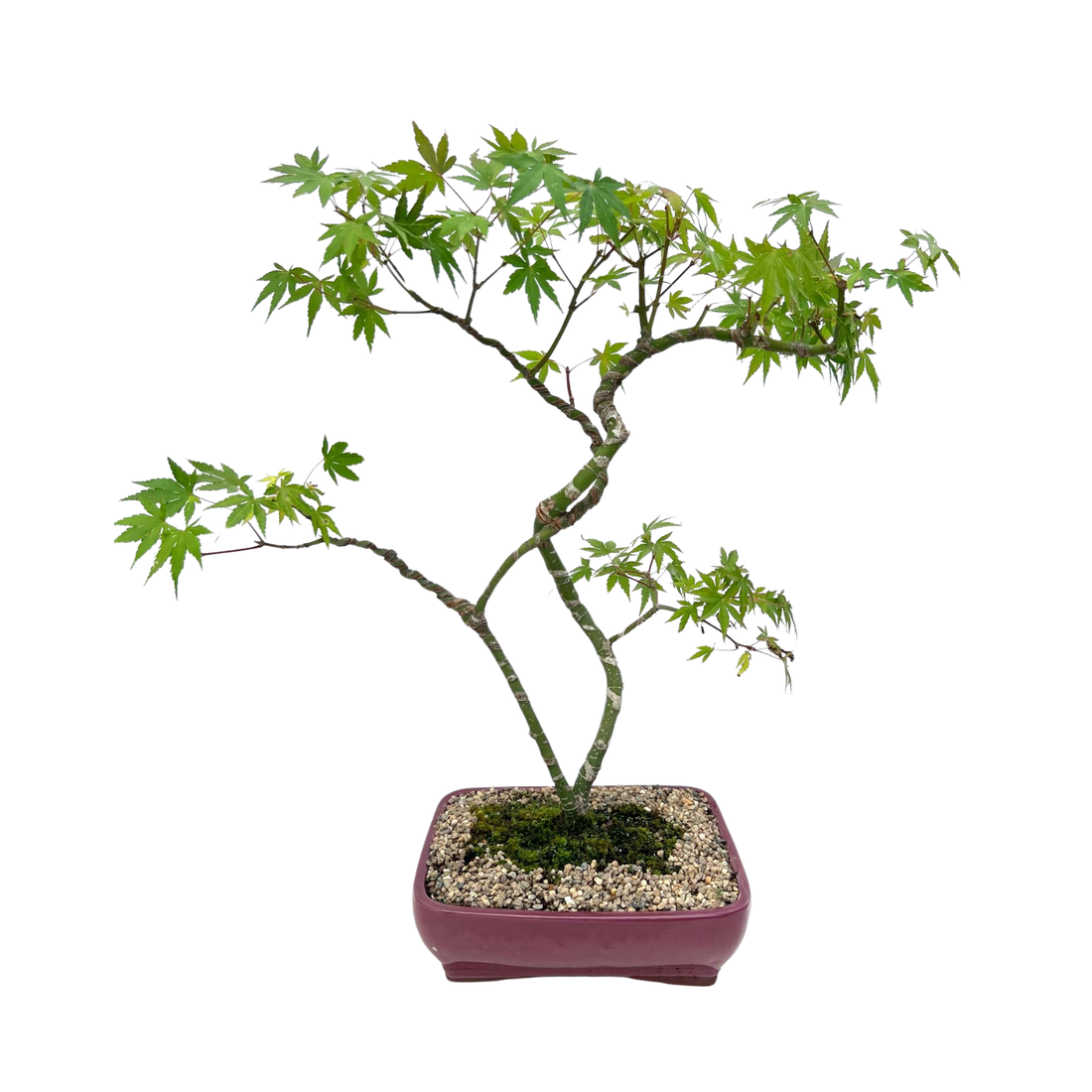 Japanese Maple Bonsai (2005)