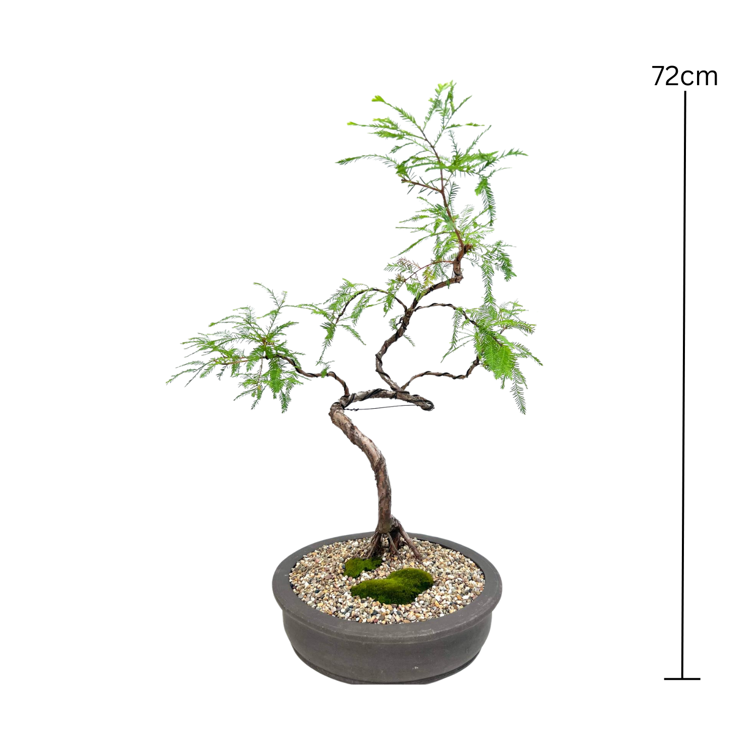 Swamp Cypress Bonsai (2003)