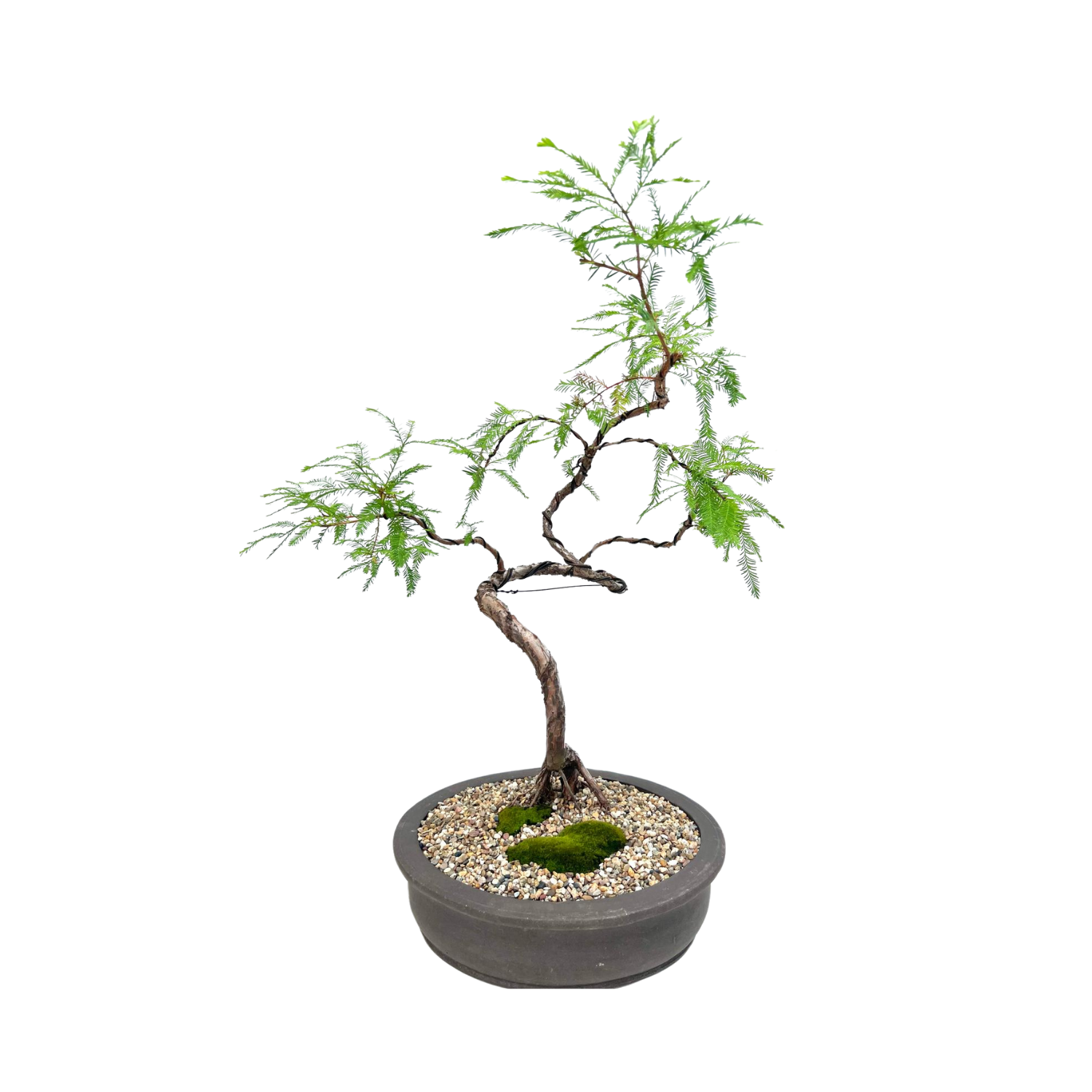 Swamp Cypress Bonsai (2003)