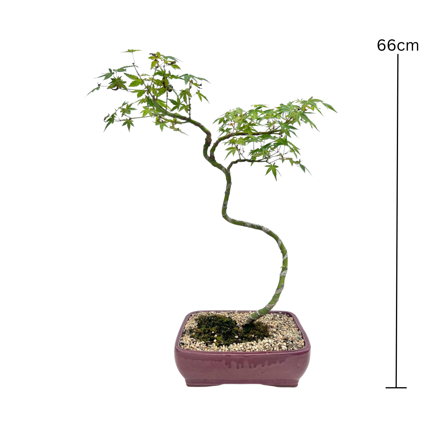 Japanese Maple Bonsai (2007)