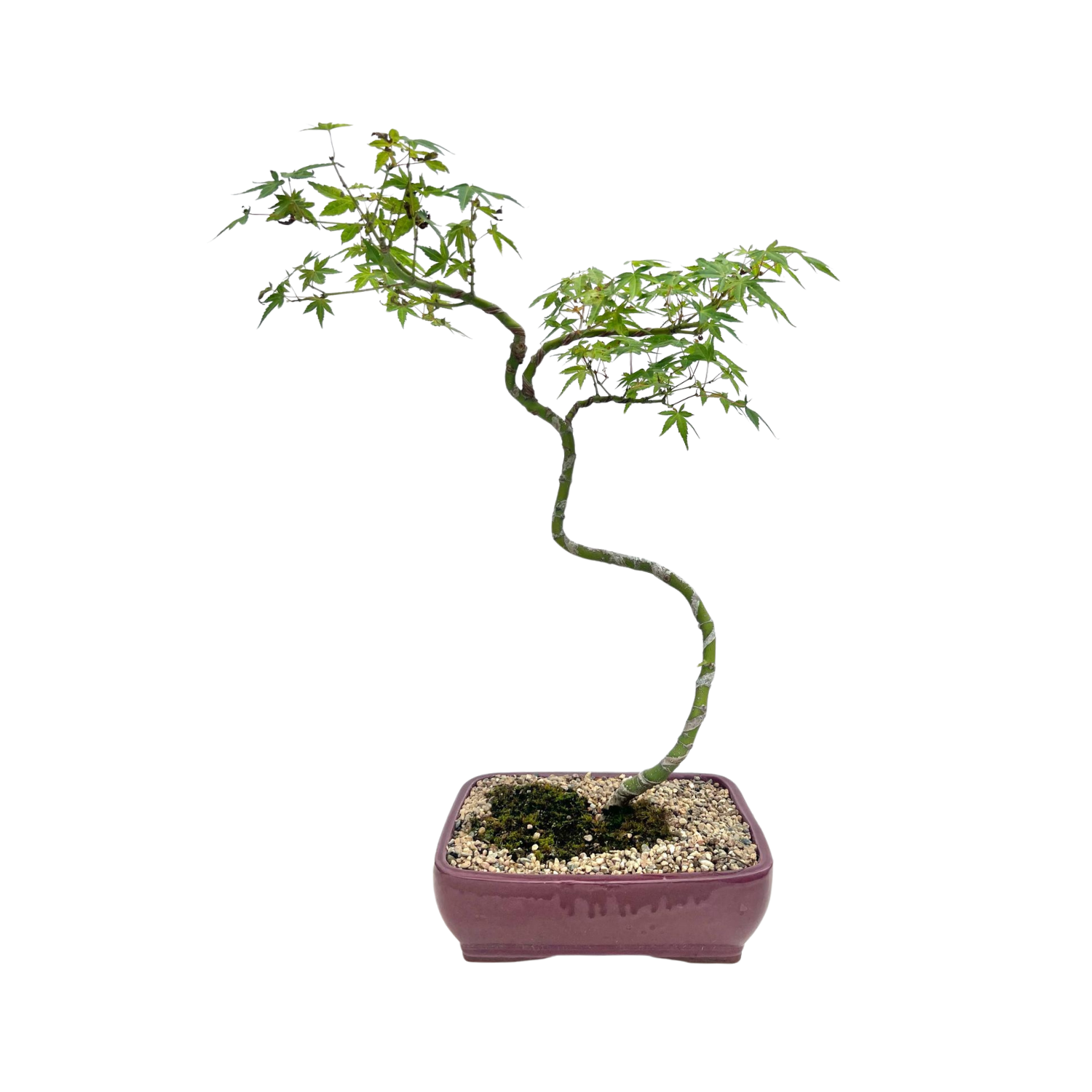 Japanese Maple Bonsai (2007)