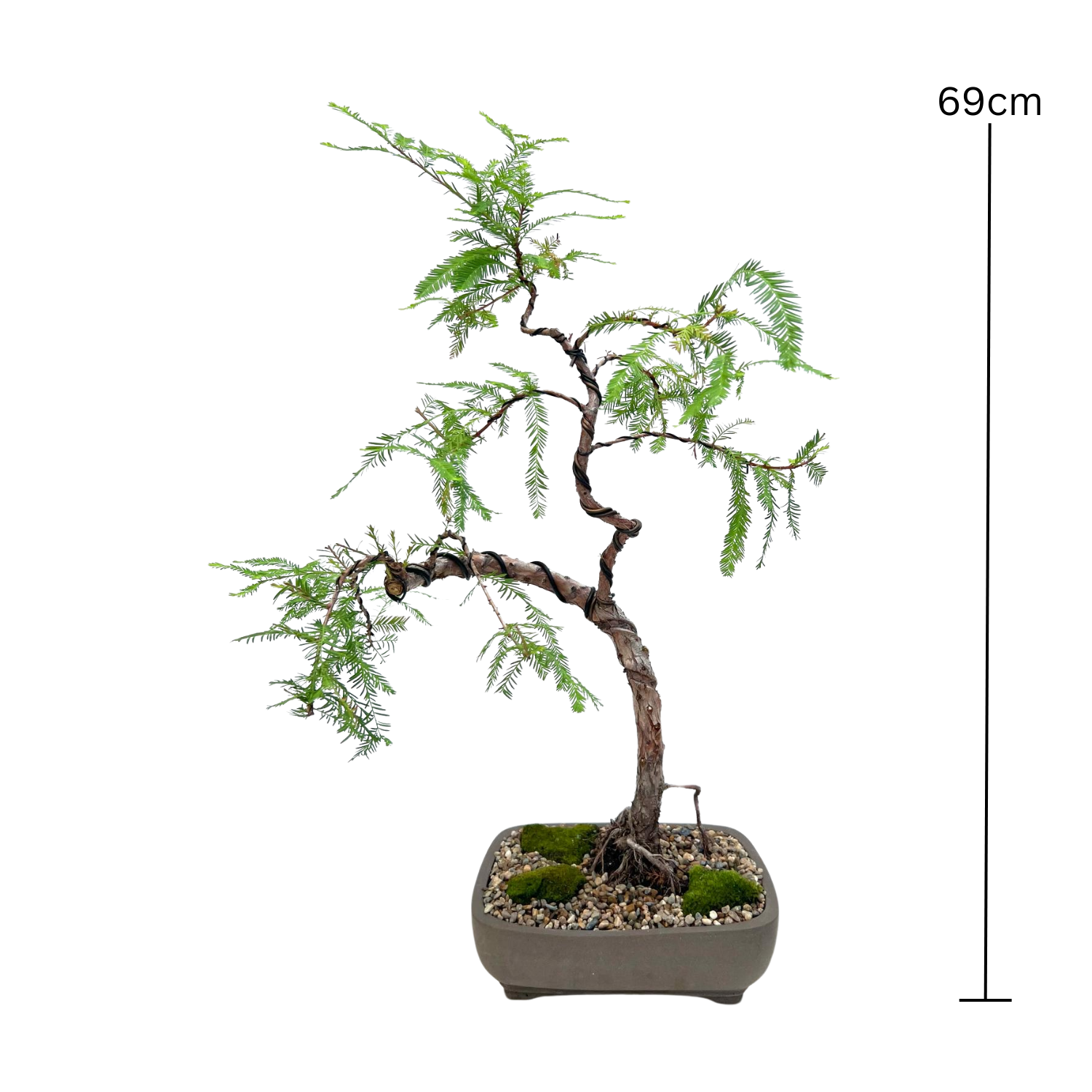 Swamp Cypress Bonsai (2006)