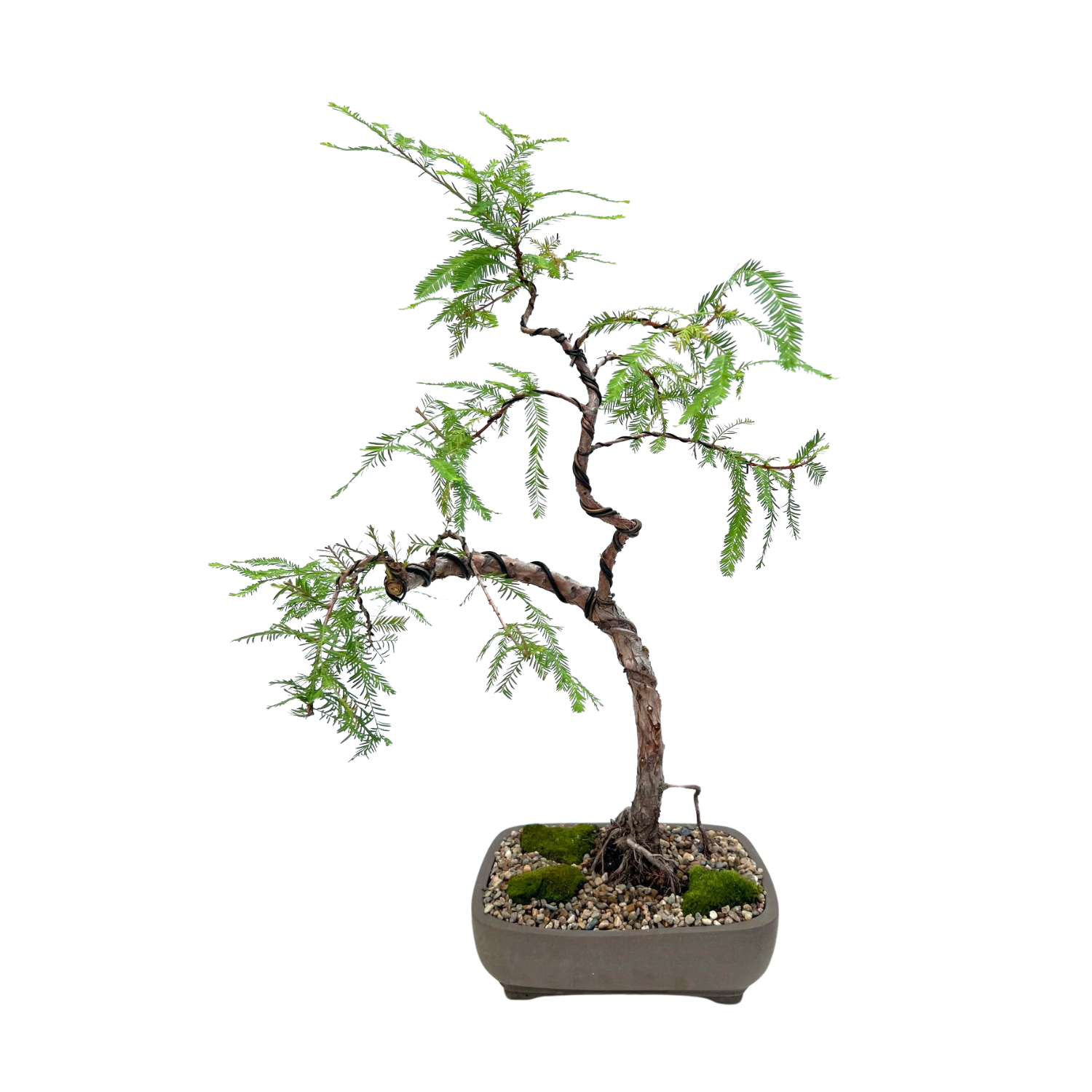 Swamp Cypress Bonsai (2006)