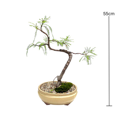 Swamp Cypress Bonsai (2009)