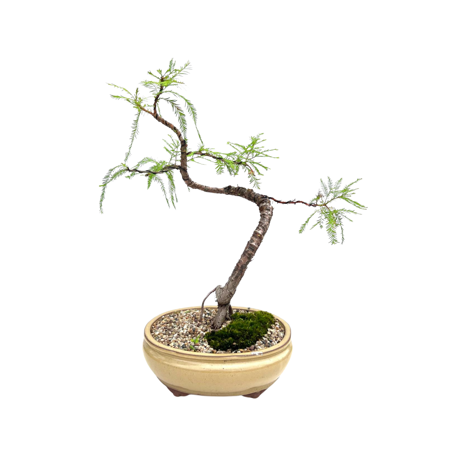 Swamp Cypress Bonsai (2009)