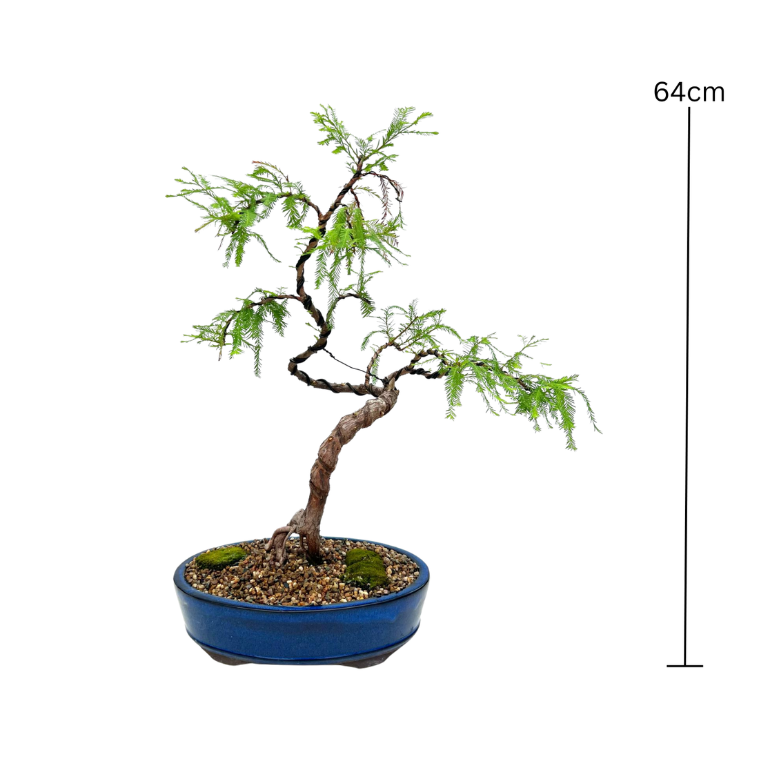 Swamp Cypress Bonsai (2001)