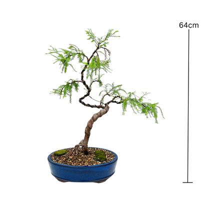 Swamp Cypress Bonsai (2001)