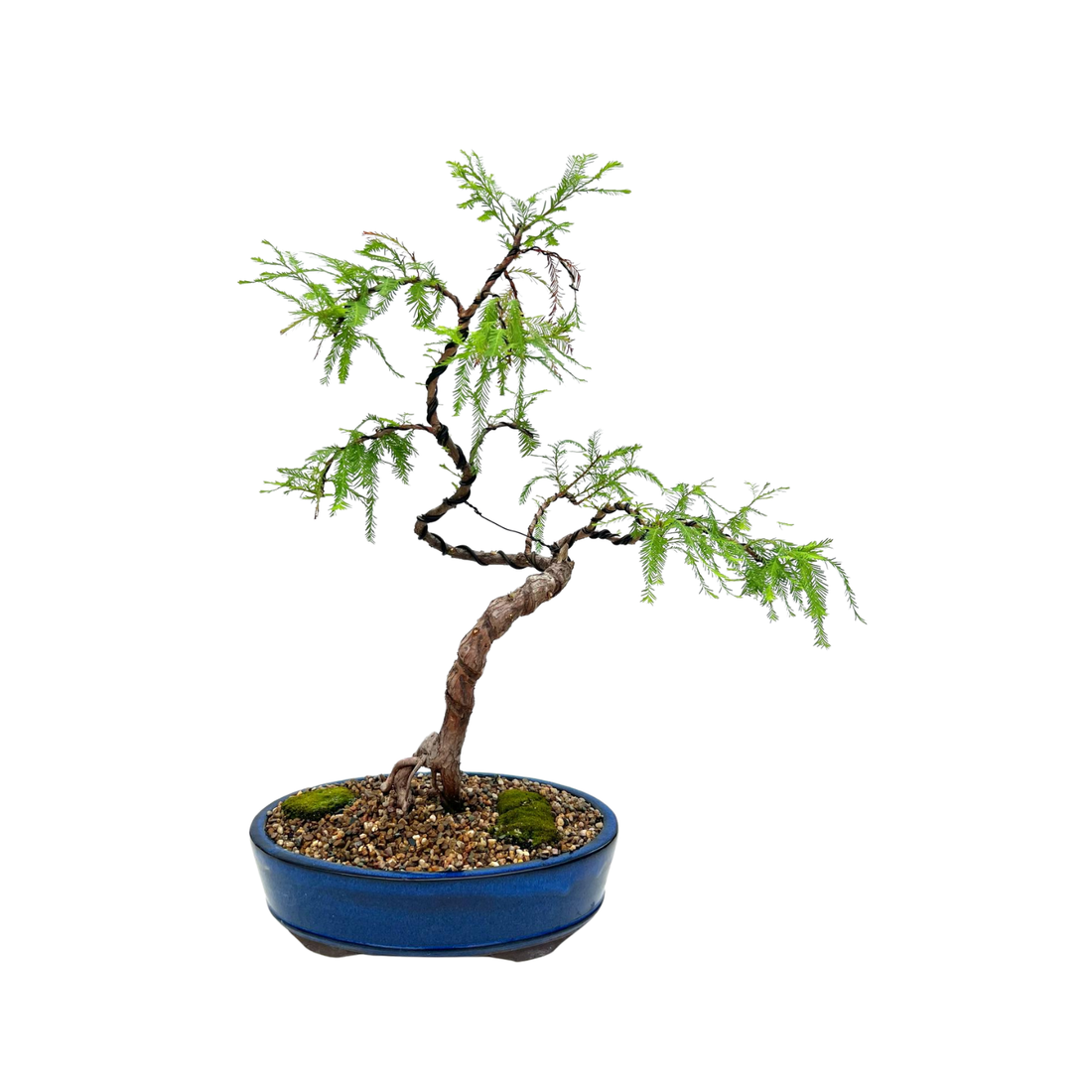 Swamp Cypress Bonsai (2001)