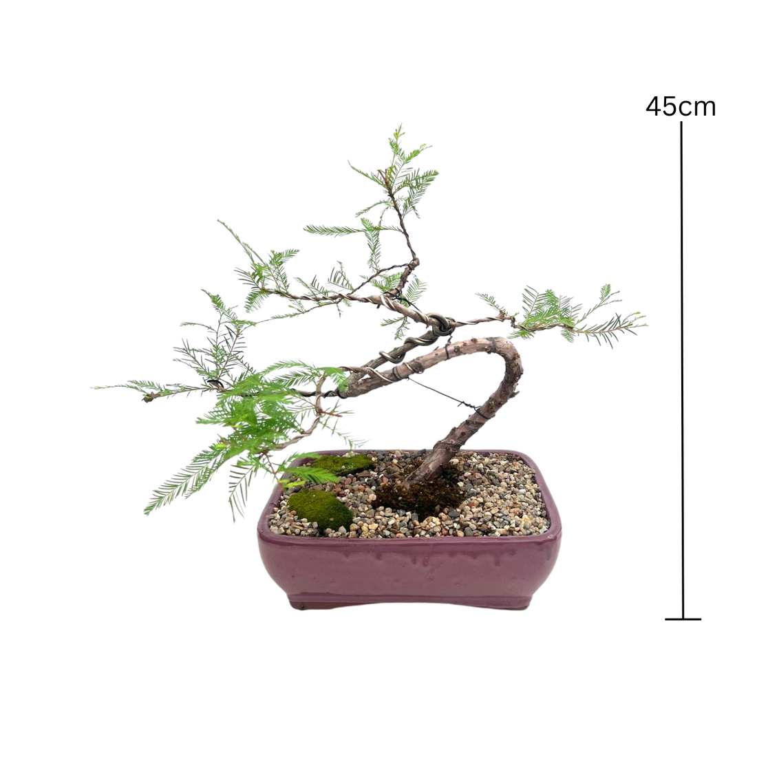 Swamp Cypress Bonsai (2009)