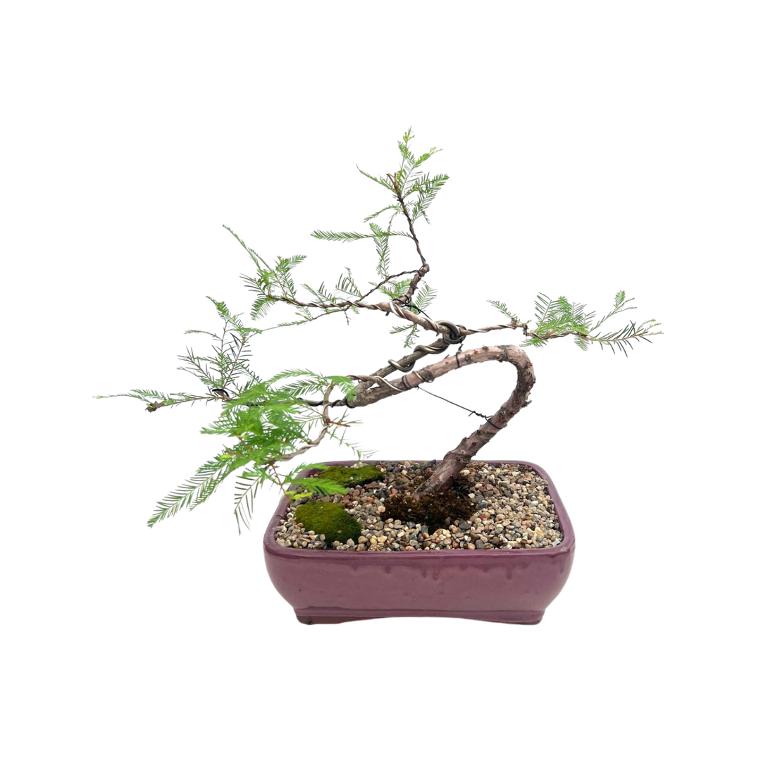 Swamp Cypress Bonsai (2009)