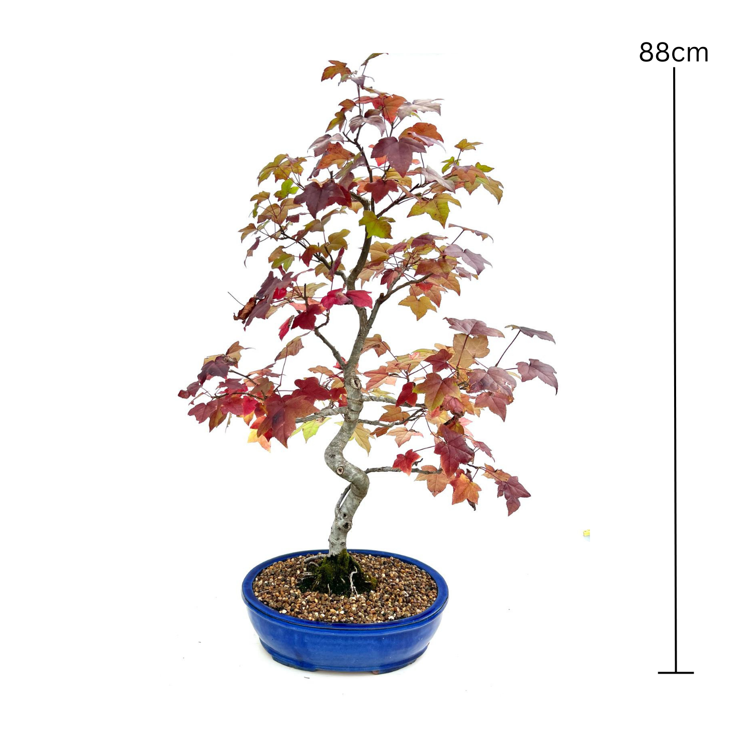 sweet gum tree bonsai Liquidambar Bonsai (1998) – Bonsai at The Bay