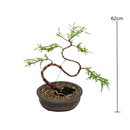 Swamp Cypress Bonsai (2003)