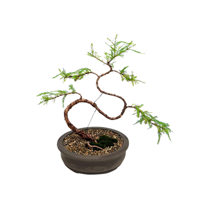 Swamp Cypress Bonsai (2003)