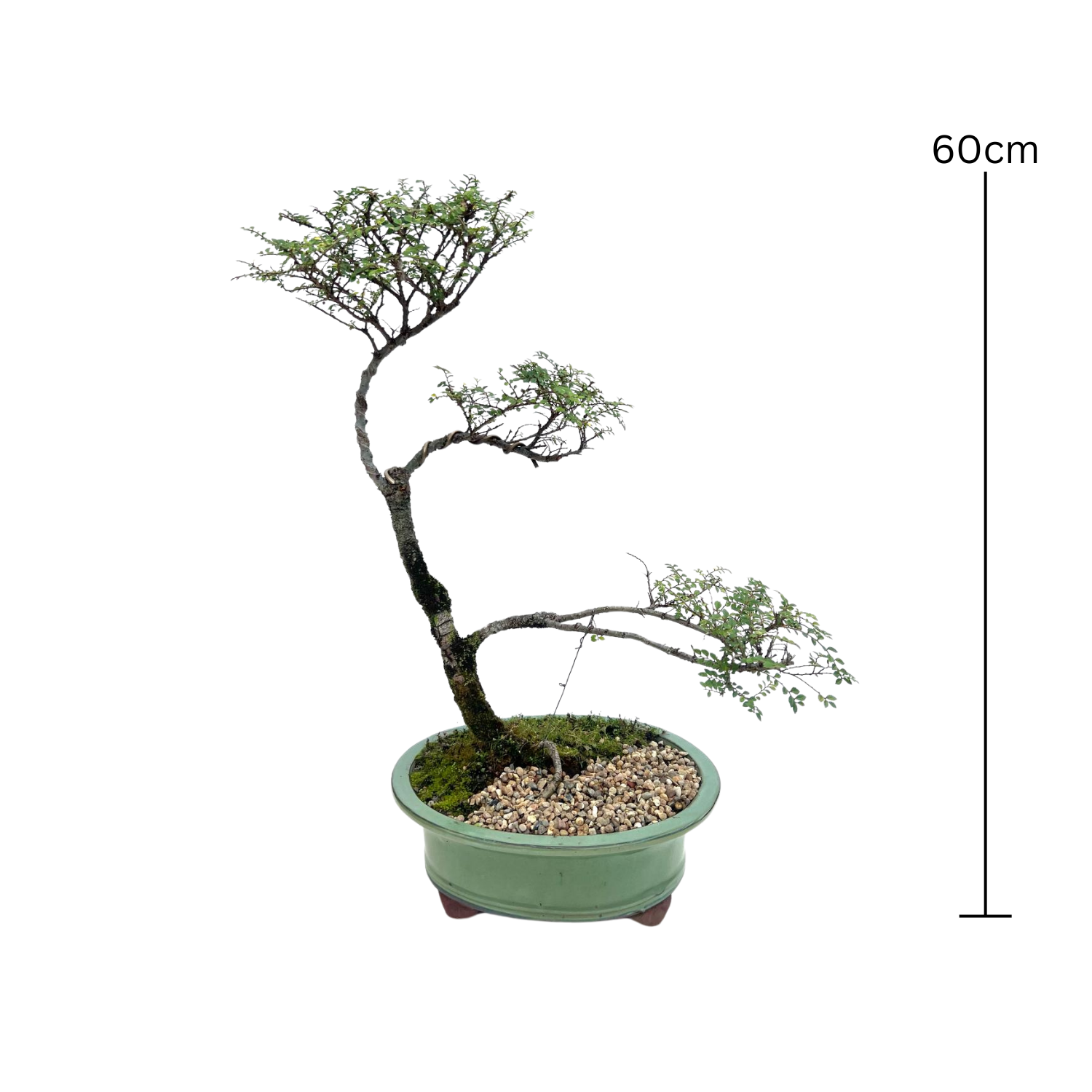 Chinese Elm Bonsai (2007)