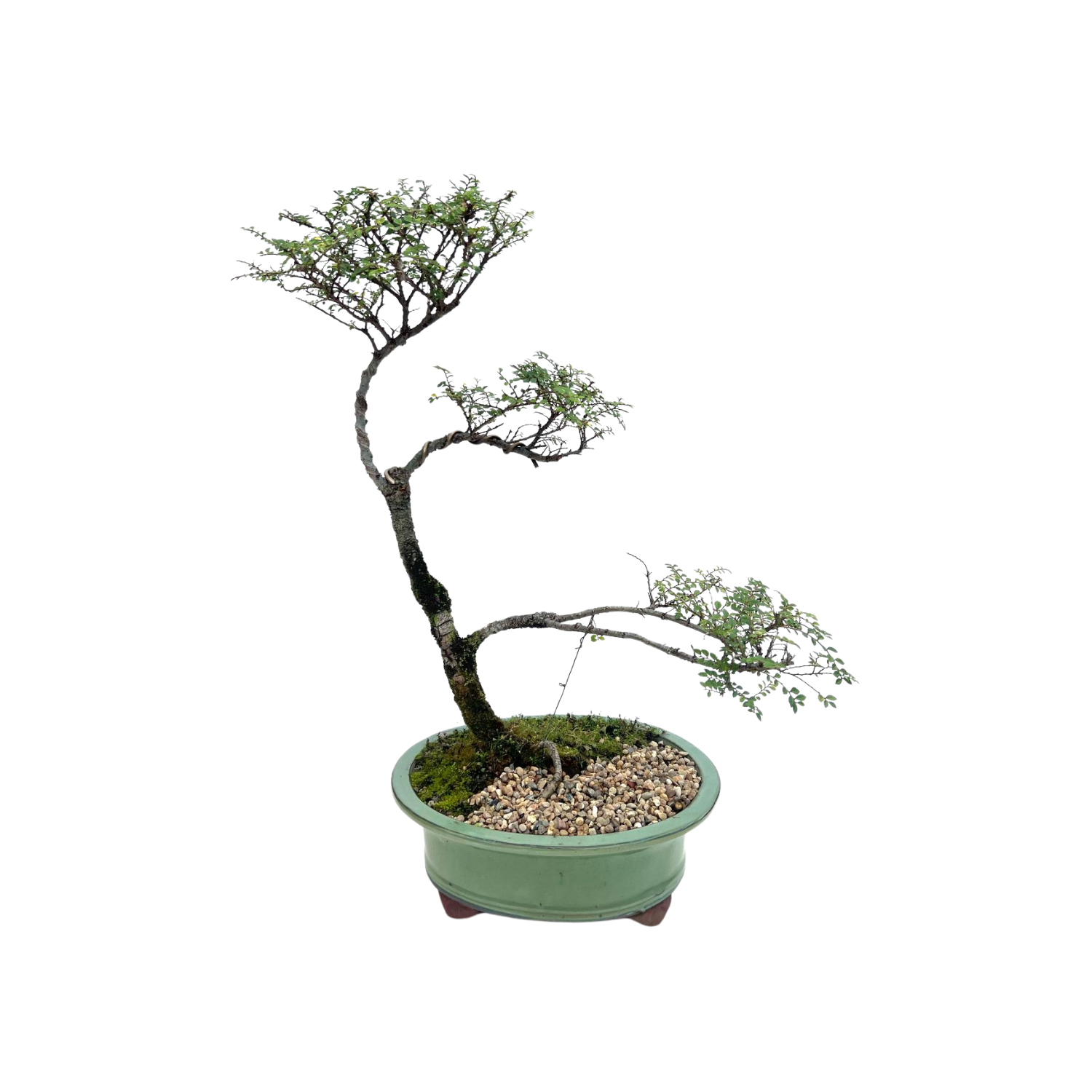 Chinese Elm Bonsai (2007)