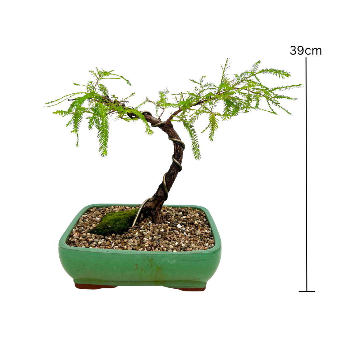 Swamp Cypress Bonsai (2009)