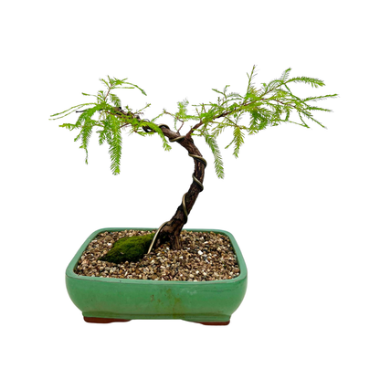Swamp Cypress Bonsai (2009)