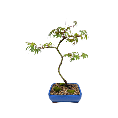 Japanese Maple Bonsai (2011)