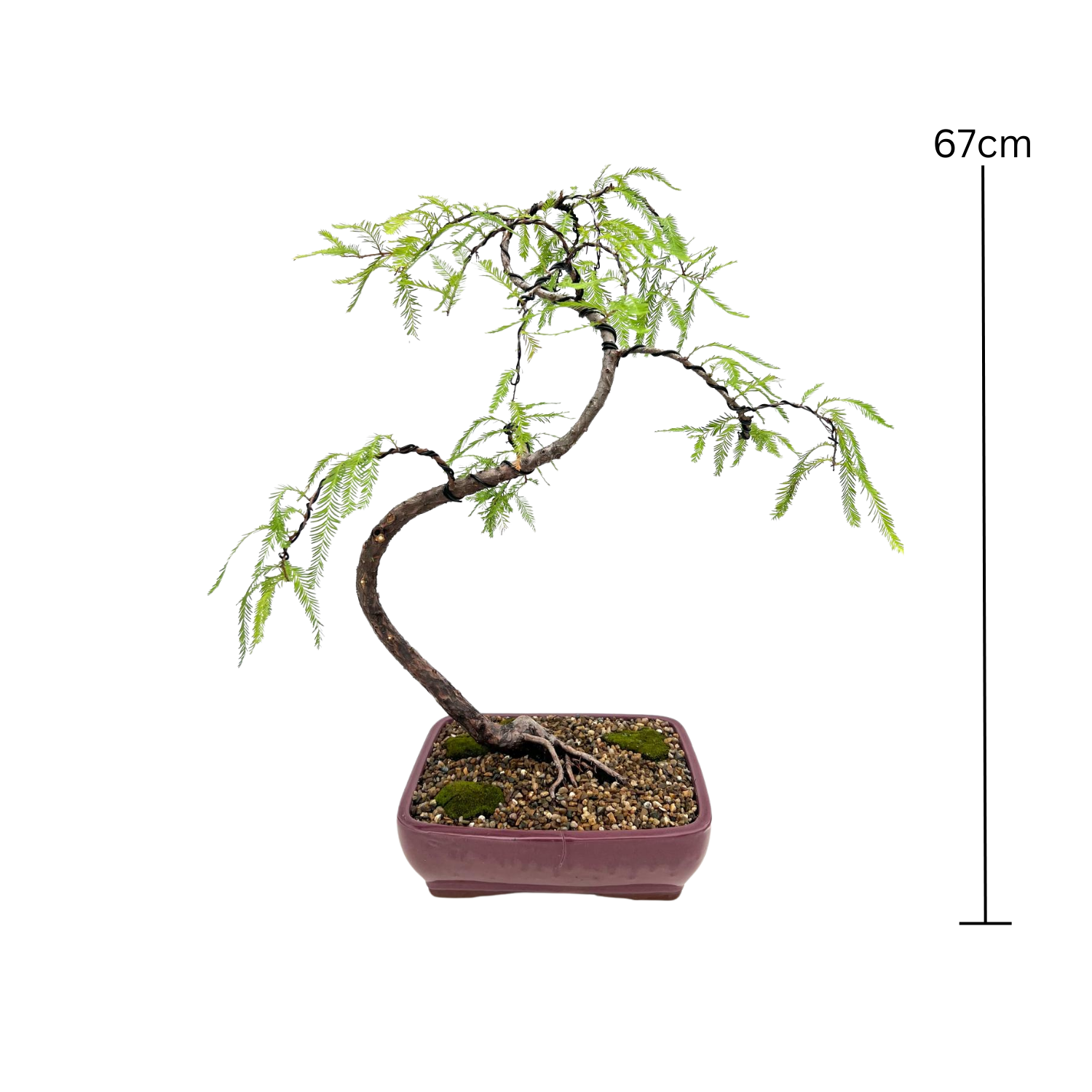 Swamp Cypress Bonsai (2004)