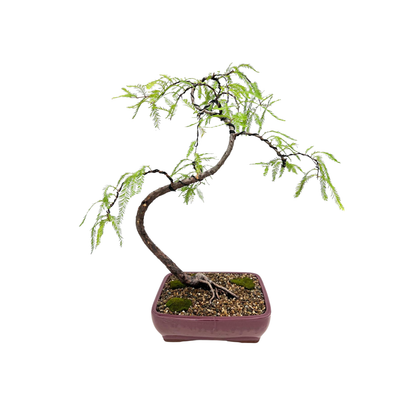 Swamp Cypress Bonsai (2004)
