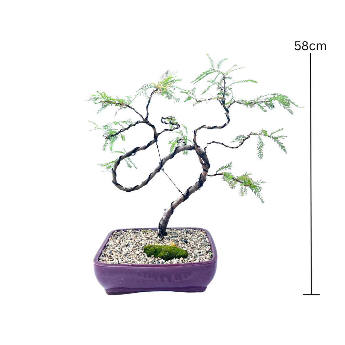 Swamp Cypress Bonsai (2003)