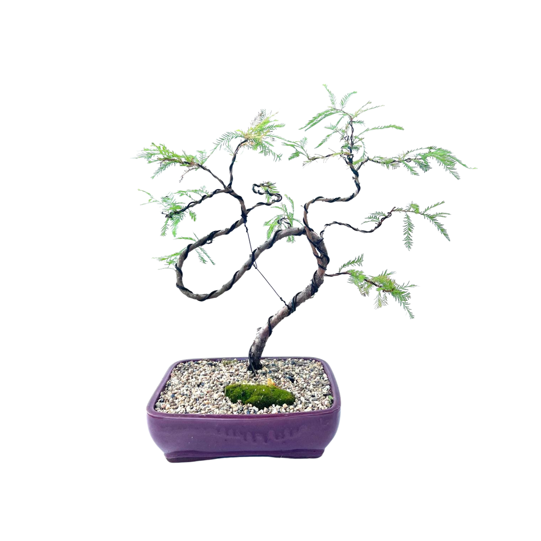 Swamp Cypress Bonsai (2003)