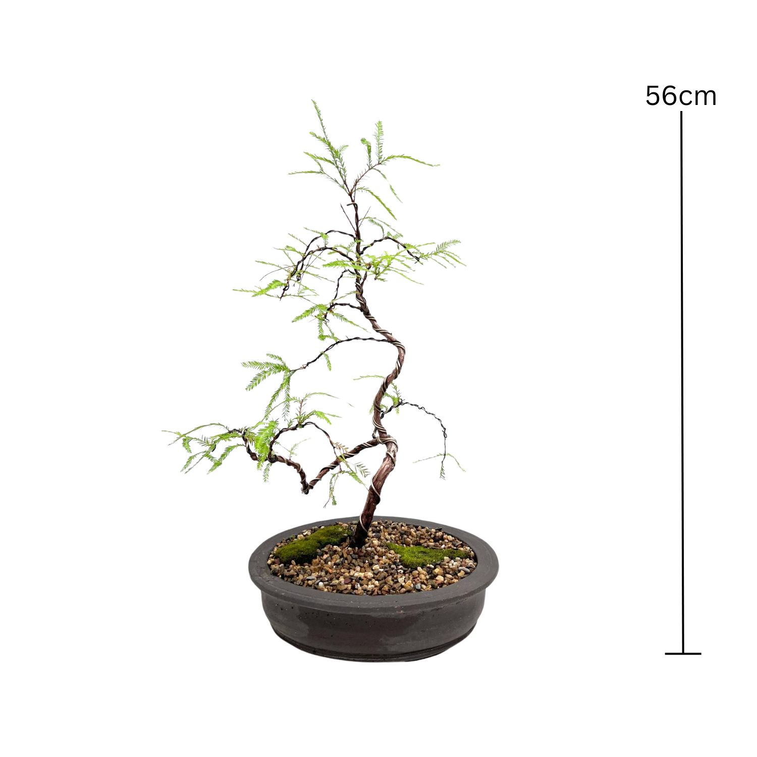 Swamp Cypress Bonsai (2012)