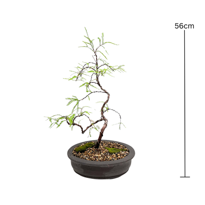 Swamp Cypress Bonsai (2012)
