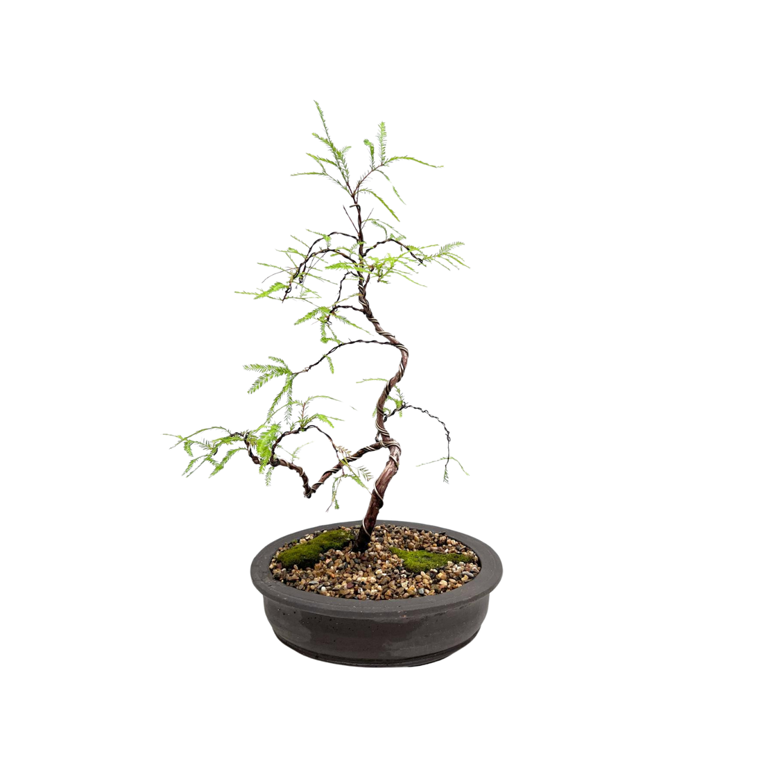 Swamp Cypress Bonsai (2012)