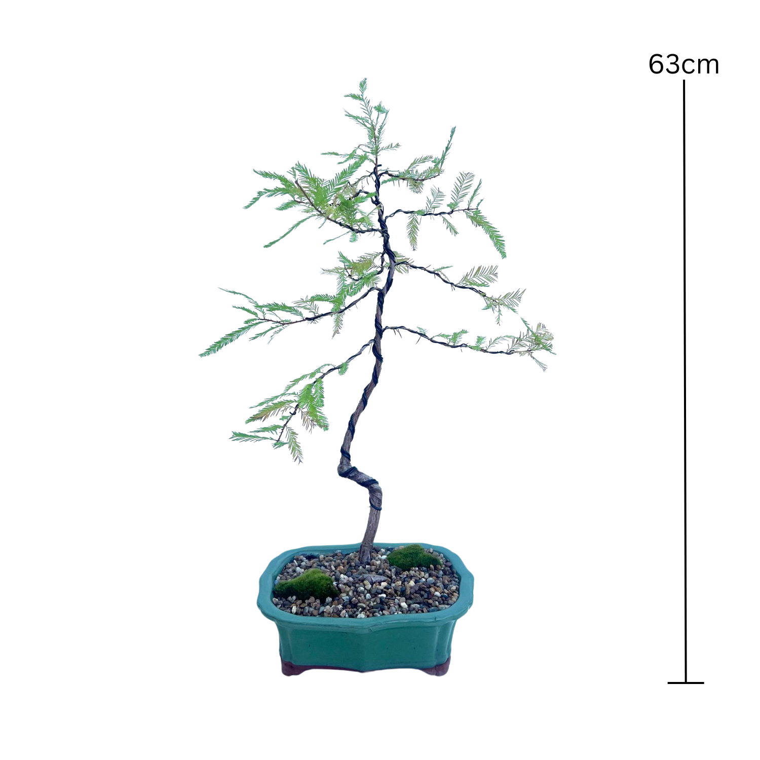 Swamp Cypress Bonsai (2014)
