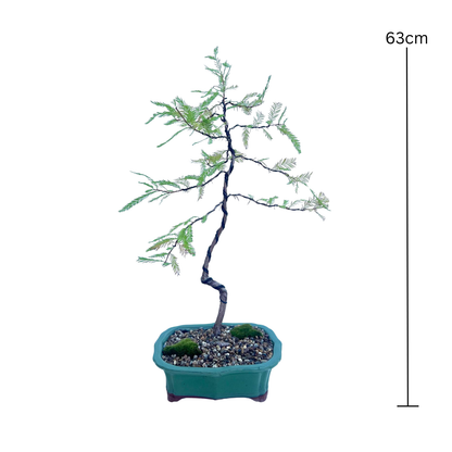 Swamp Cypress Bonsai (2014)