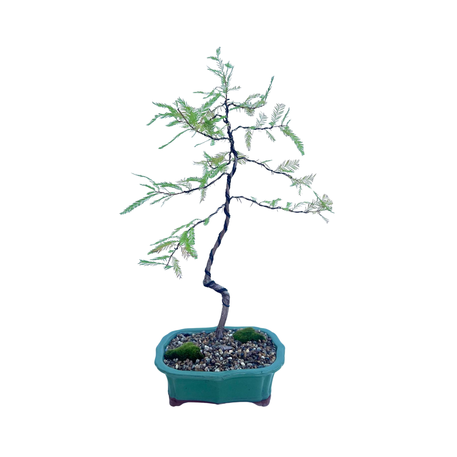 Swamp Cypress Bonsai (2014)