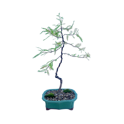 Swamp Cypress Bonsai (2014)