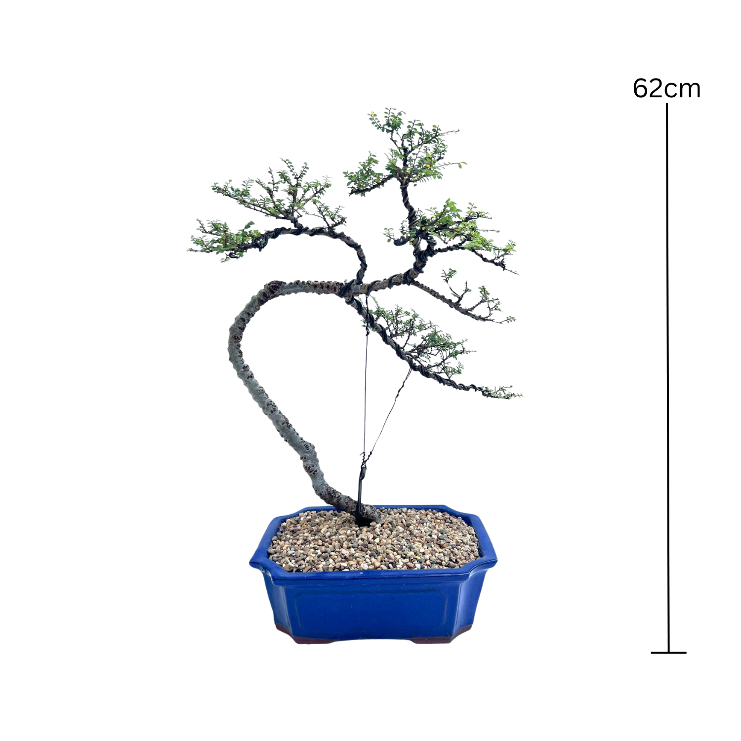 Chinese Elm Bonsai (2000)