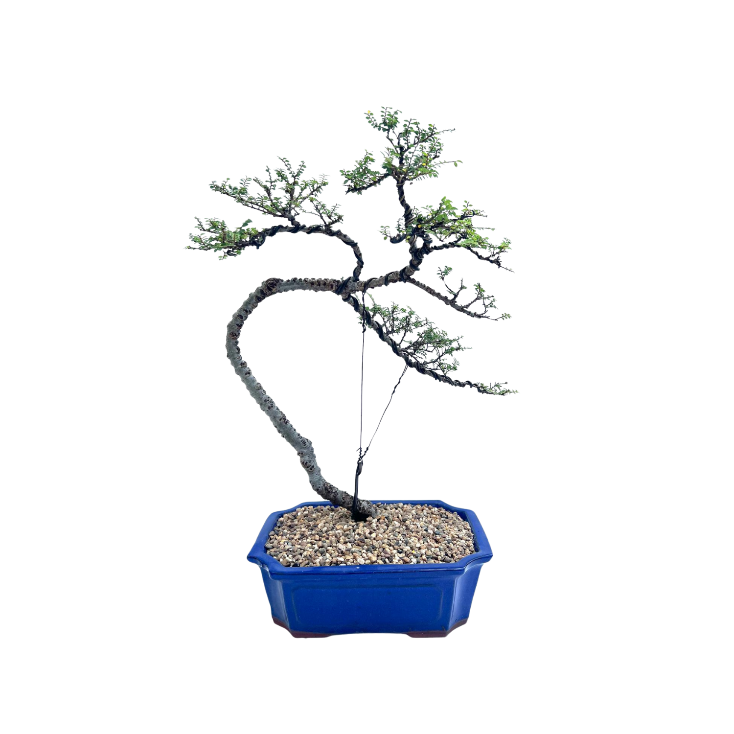 Chinese Elm Bonsai (2000)