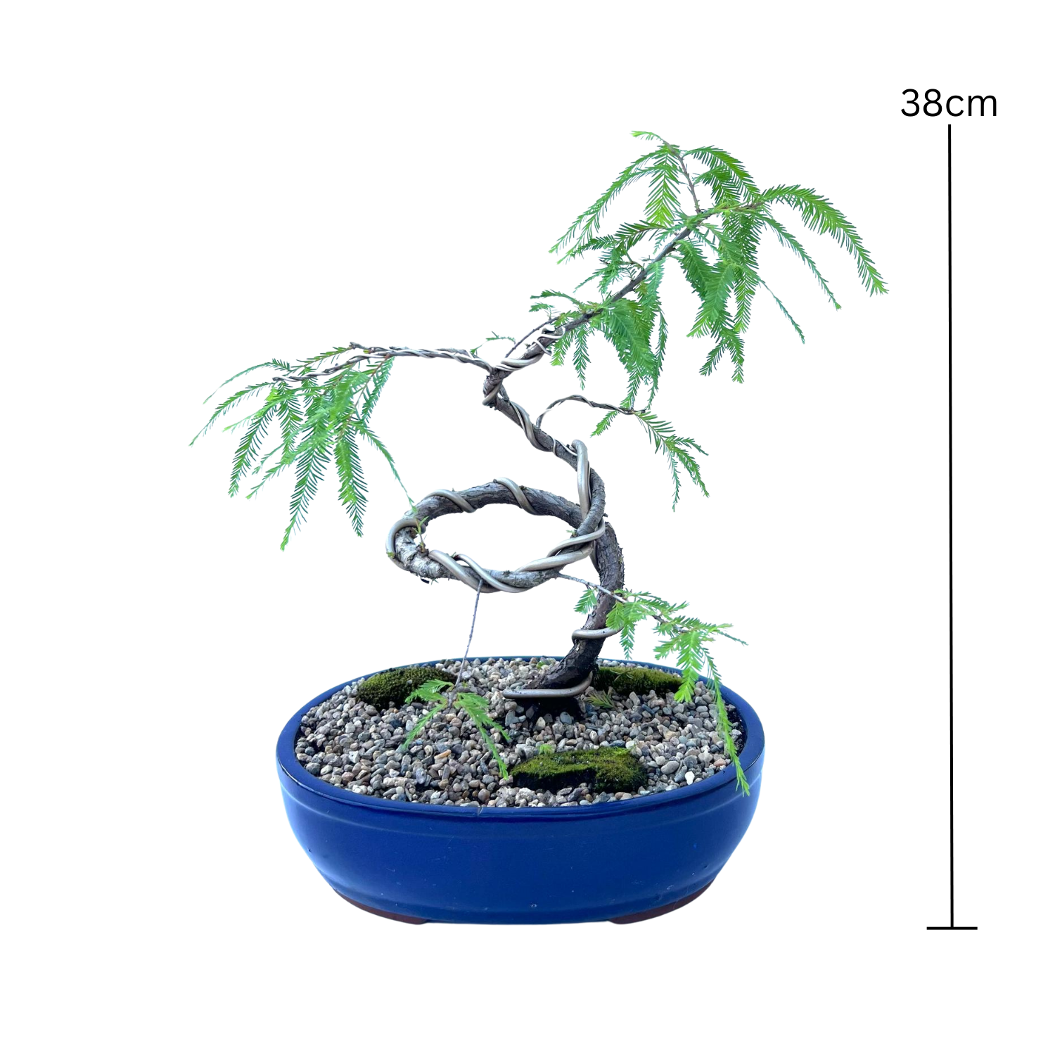 Swamp Cypress Bonsai (2015)