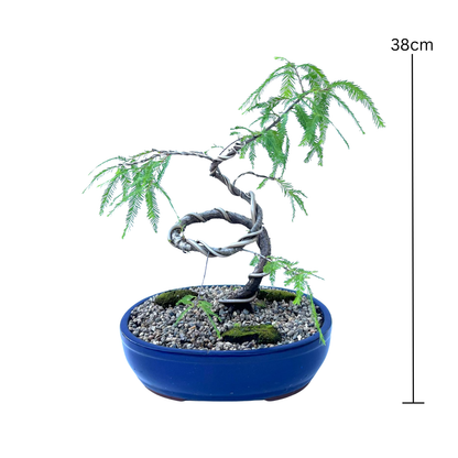 Swamp Cypress Bonsai (2015)