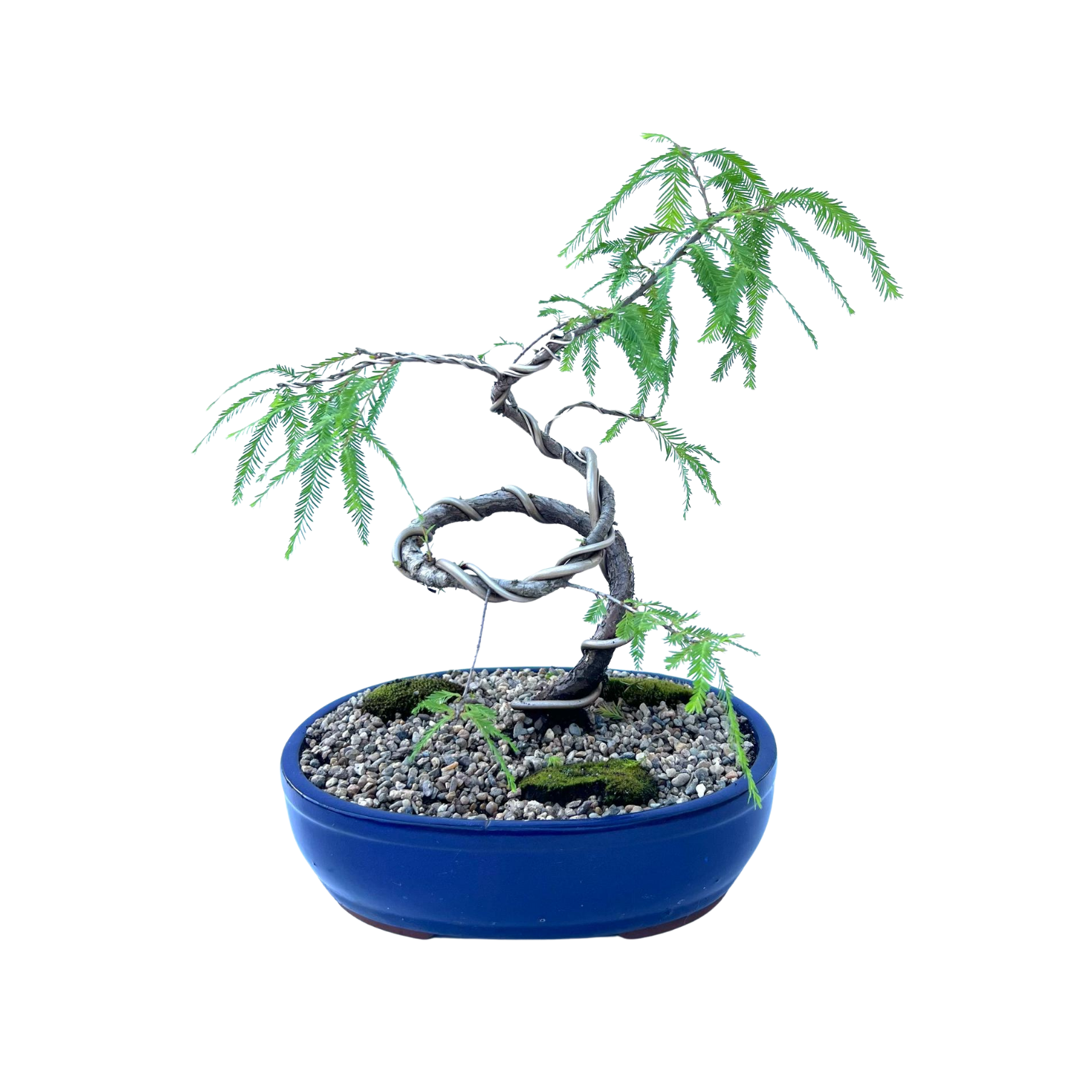 Swamp Cypress Bonsai (2015)