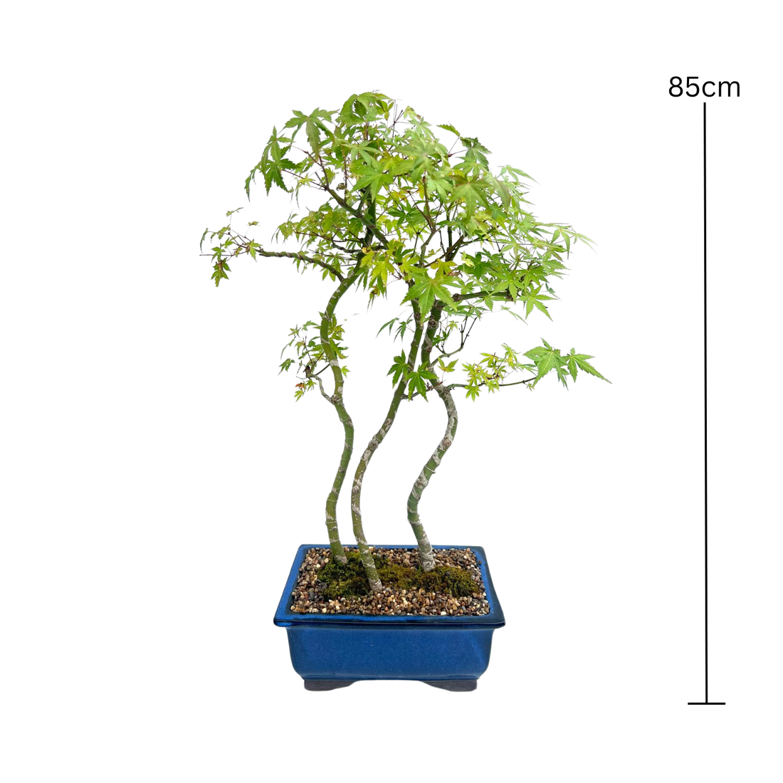 Japanese Maple Bonsai (1997)