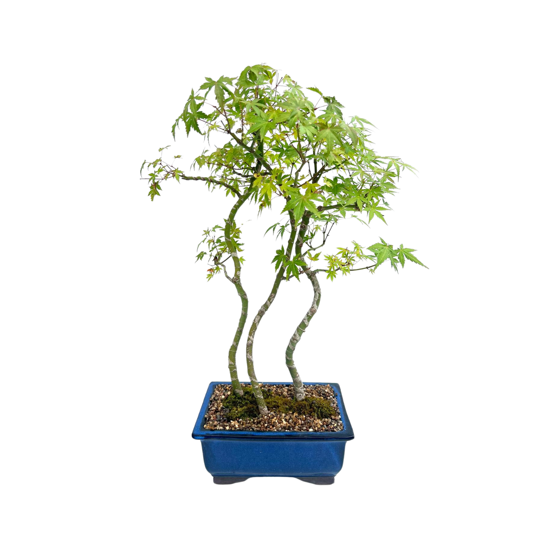 Japanese Maple Bonsai (1997)