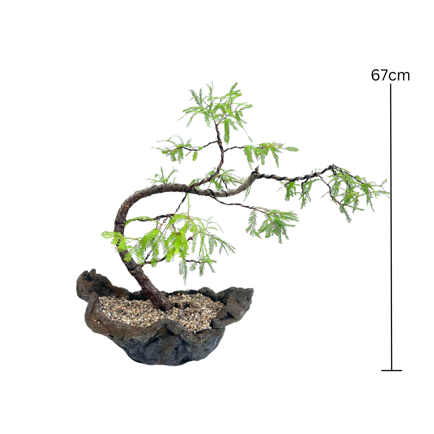 Swamp Cypress Bonsai (2002)