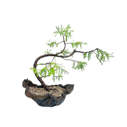 Swamp Cypress Bonsai (2002)