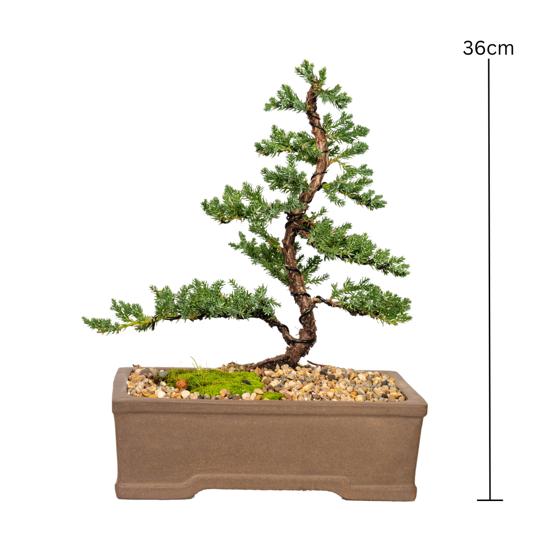 Juniper Bonsai (2010)