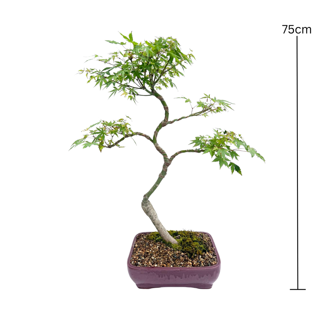 Japanese Maple Bonsai (2004)