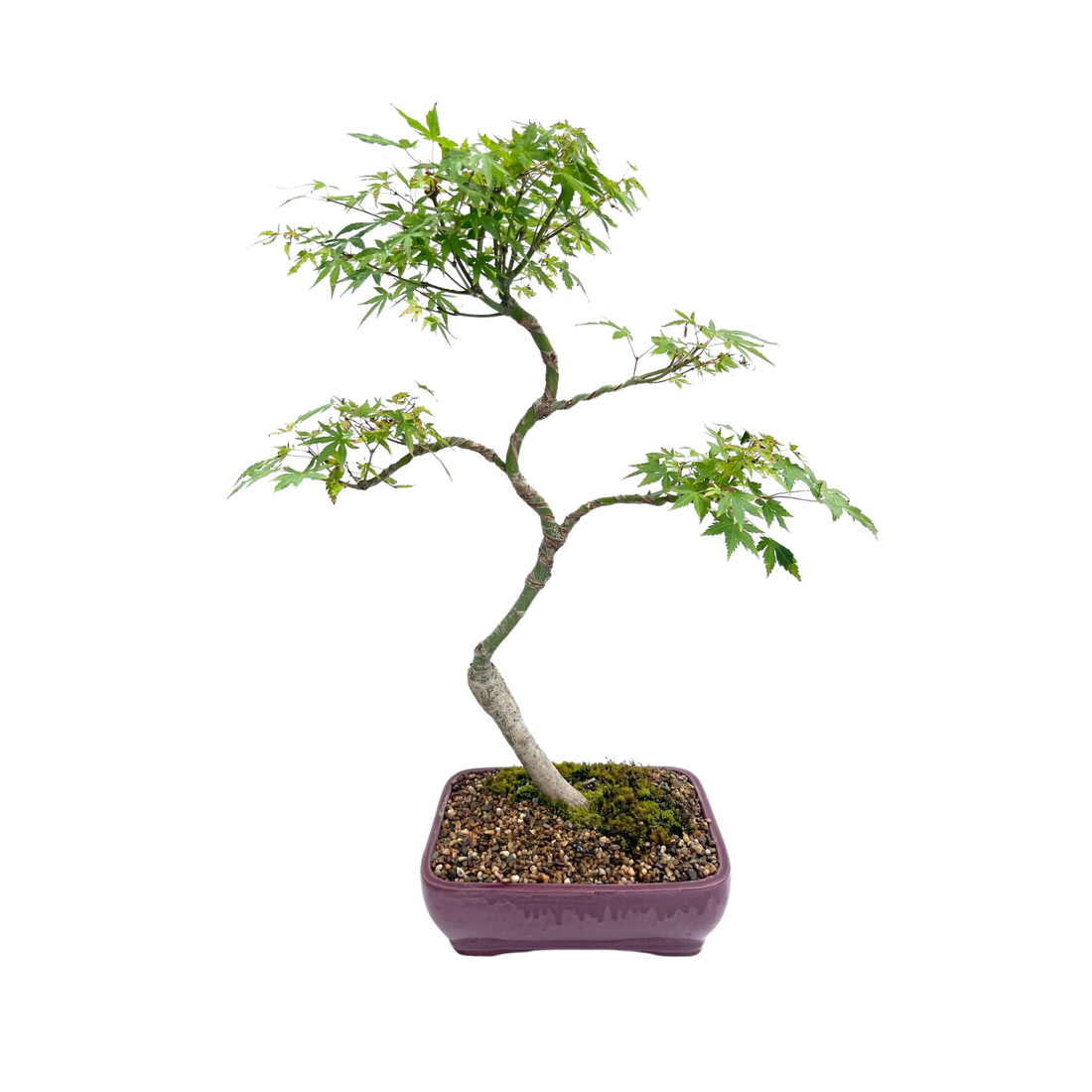 Japanese Maple Bonsai (2004)