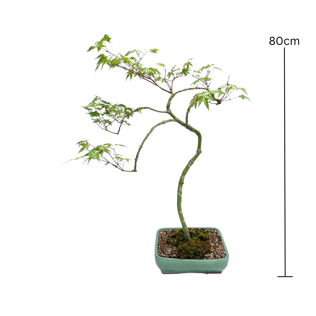 Japanese Maple Bonsai (2003)